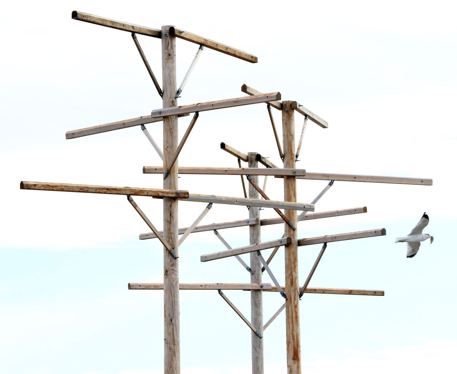 121918-Eagle-Perch-002